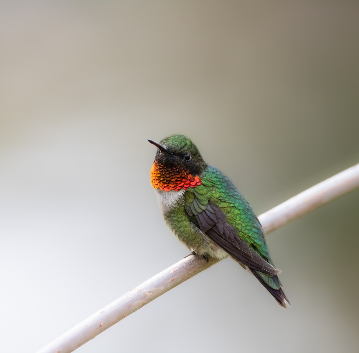 Ruby-throated Hummingbird - ML580341161