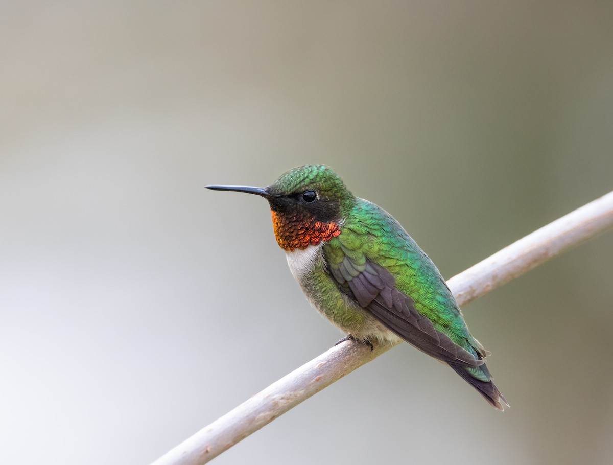 Ruby-throated Hummingbird - ML580341171