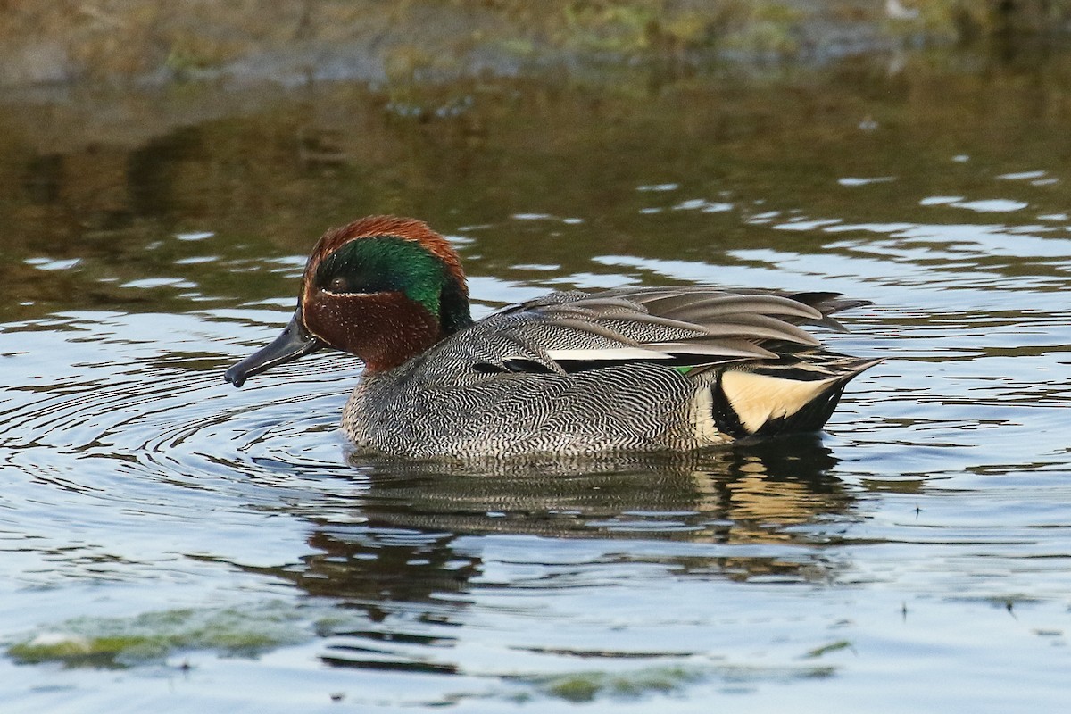 Green-winged Teal - ML580342991