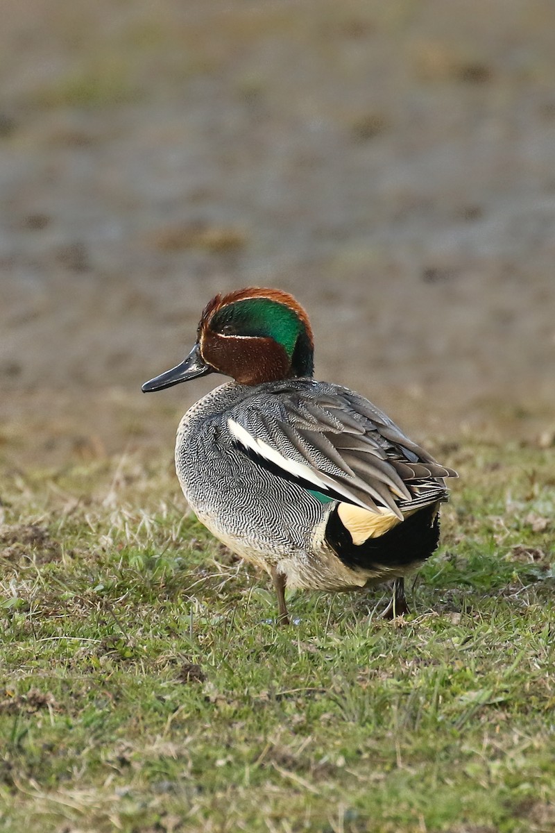 Green-winged Teal - ML580343281