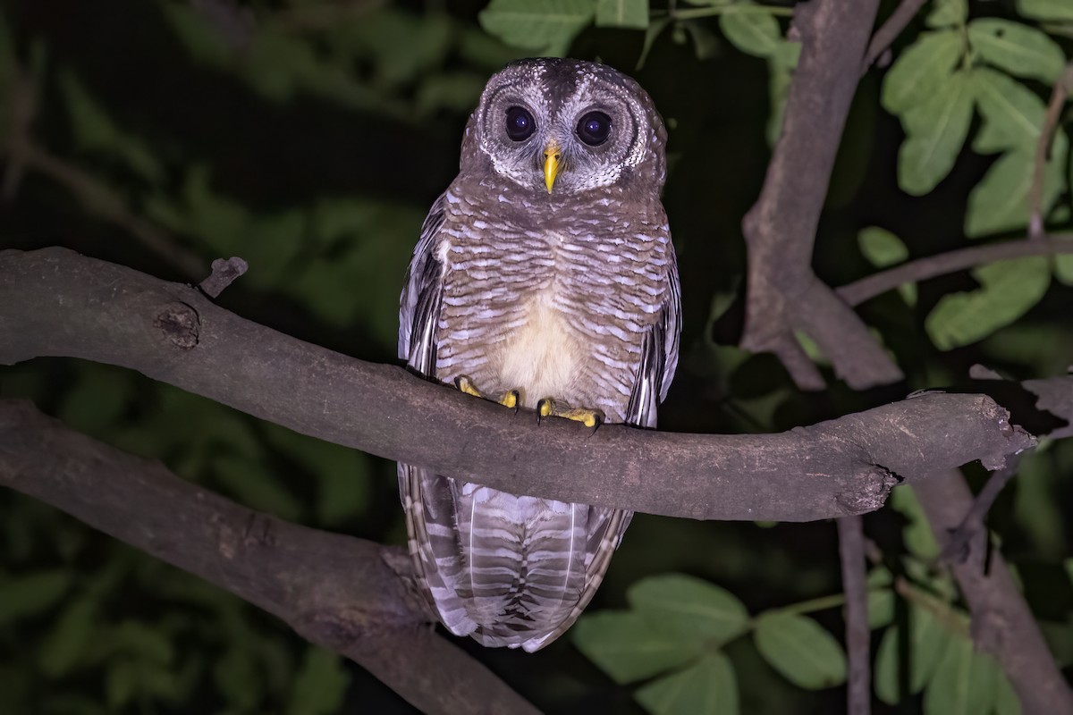 African Wood-Owl - ML580344321