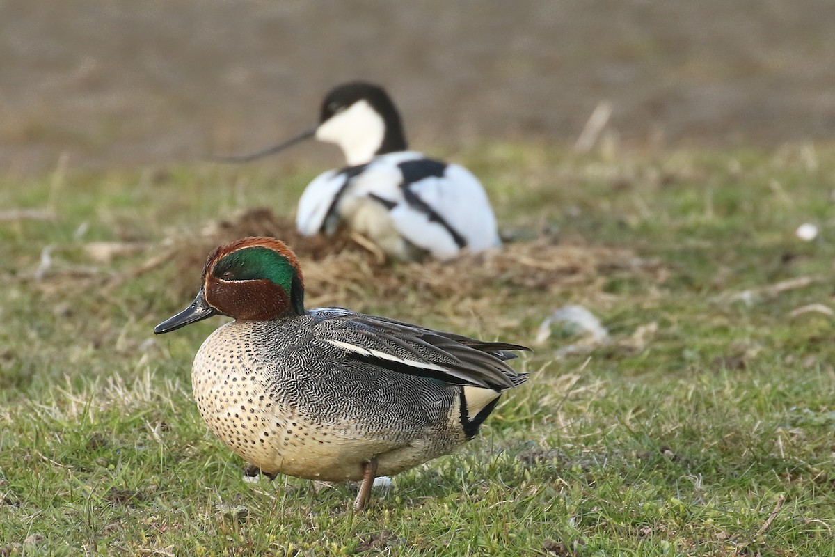 Green-winged Teal - ML580347801