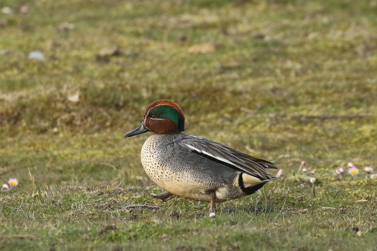 Green-winged Teal - ML580348301