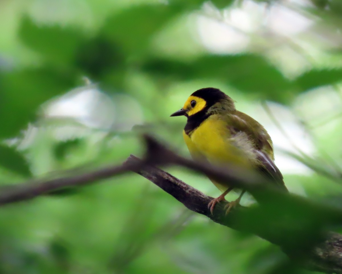 eBird Checklist - 2 Jun 2023 - Murphy-Hanrehan Park Reserve--Forest ...