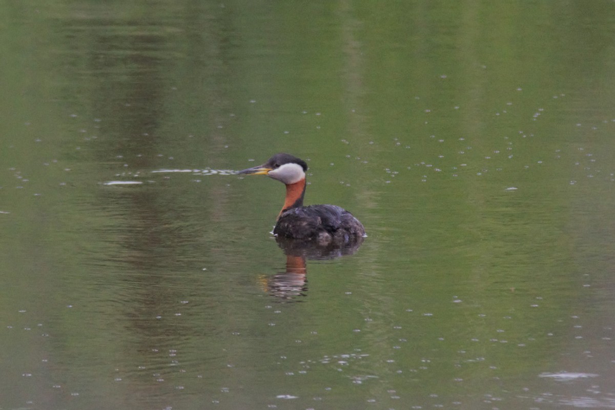 Red-necked Grebe - ML580352111