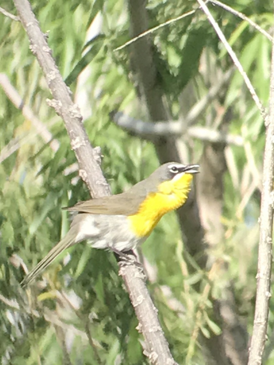 Yellow-breasted Chat - ML58036441