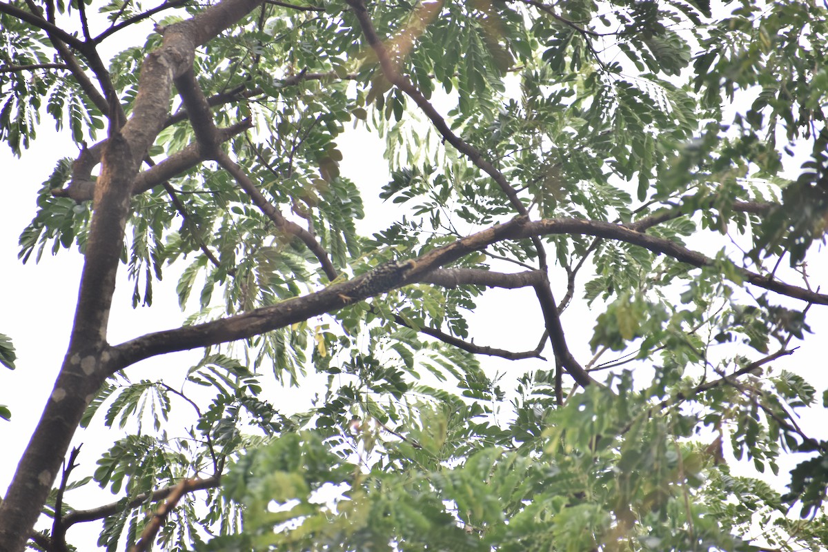 Yellow-crowned Woodpecker - ML580369111