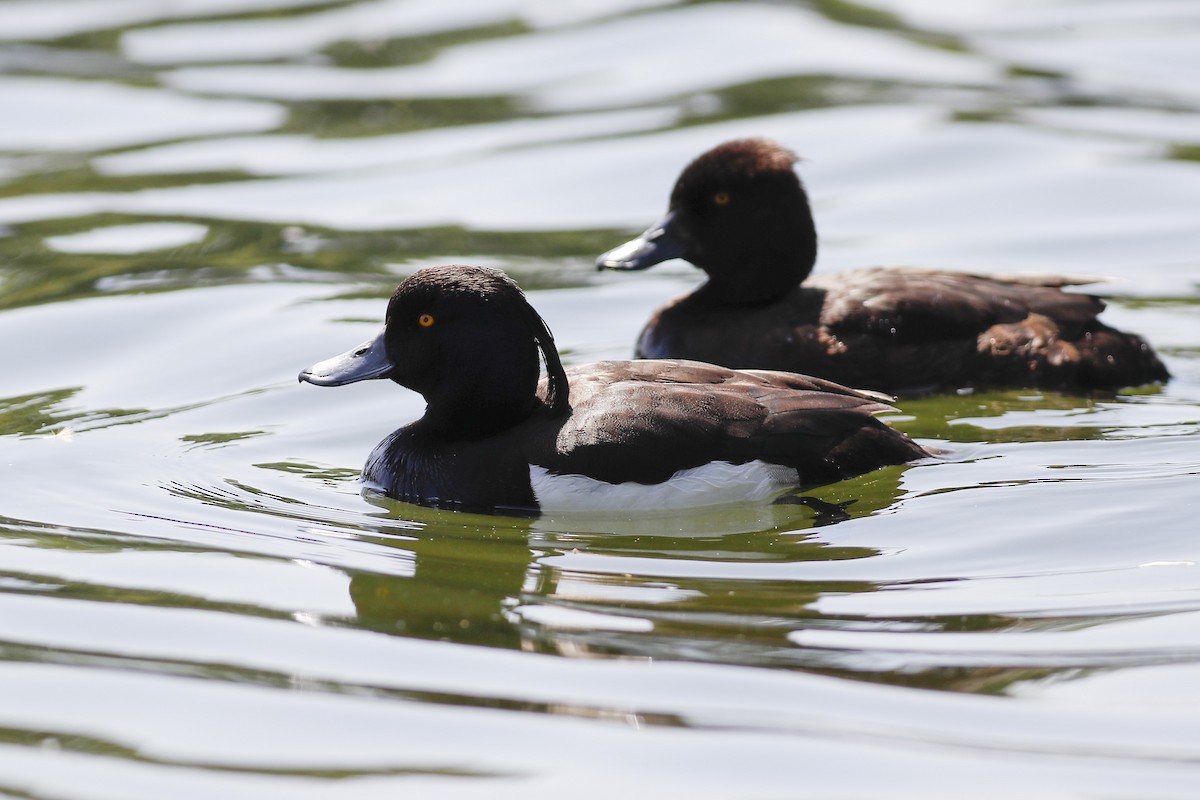 Tufted Duck - ML580370511