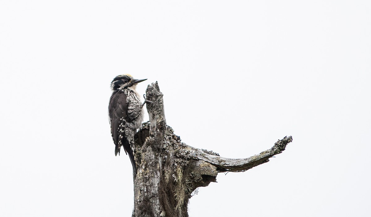 Eurasian Three-toed Woodpecker (Eurasian) - Chris Jones