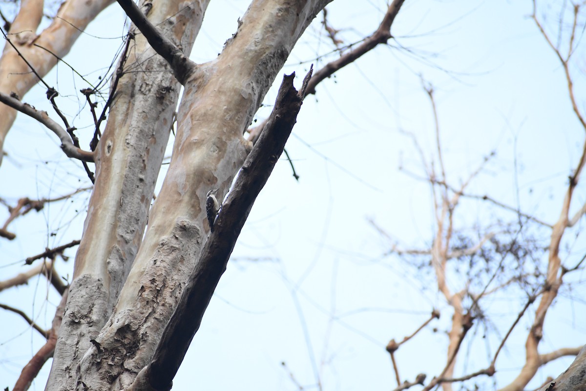 Brown-capped Pygmy Woodpecker - ML580375191