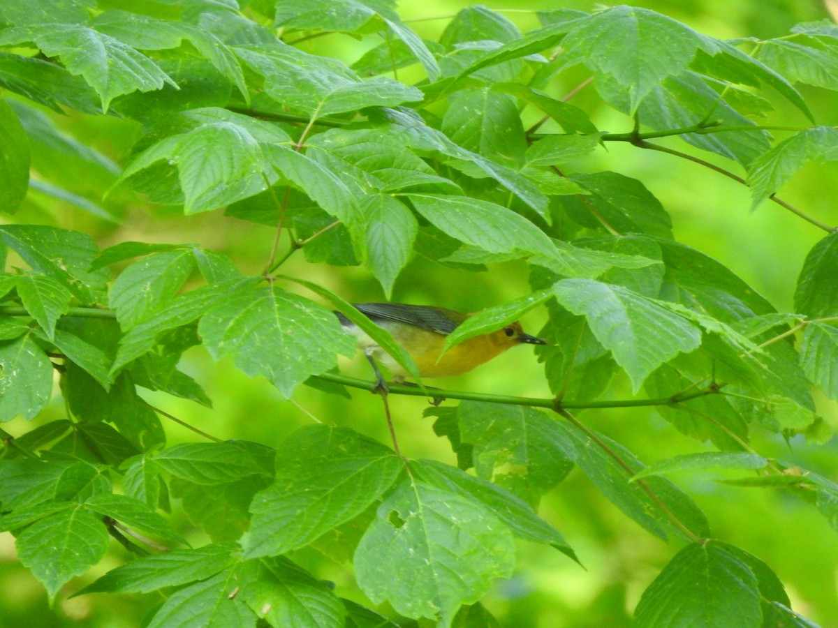 Prothonotary Warbler - ML580377421