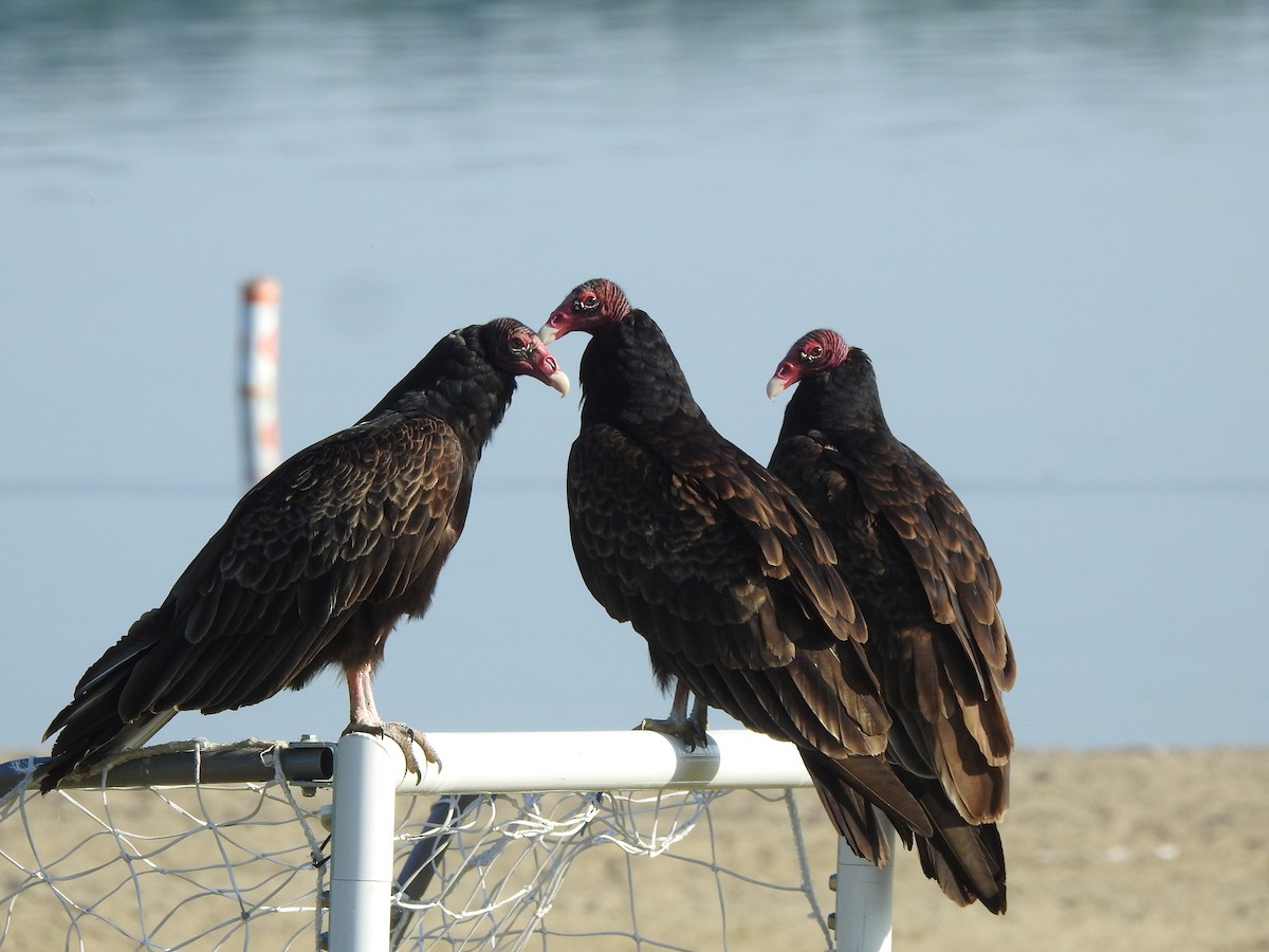 Turkey Vulture - ML580378381