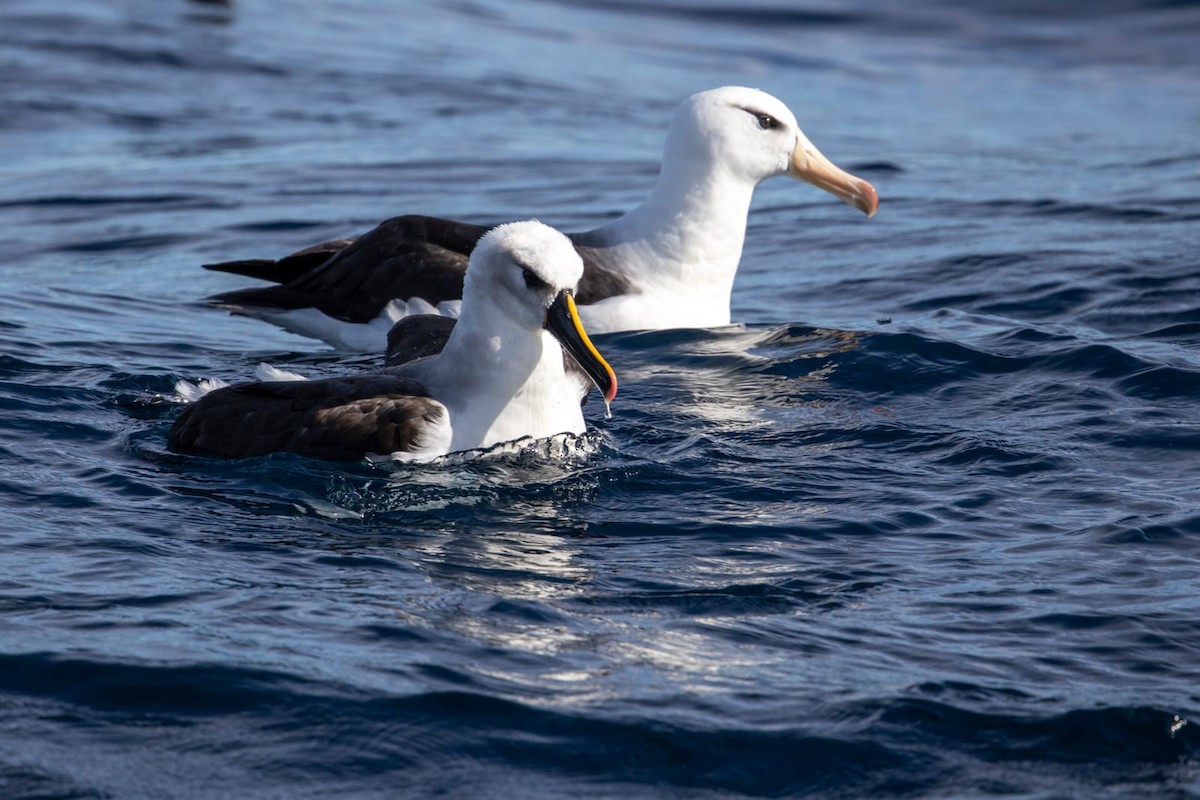 Atlantic/Indian Yellow-nosed Albatross - ML580378541