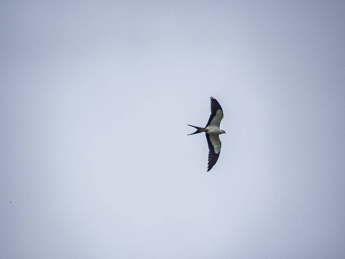 Swallow-tailed Kite - ML580378871