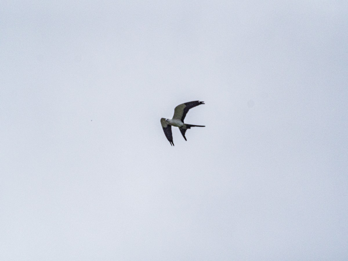 Swallow-tailed Kite - ML580378921