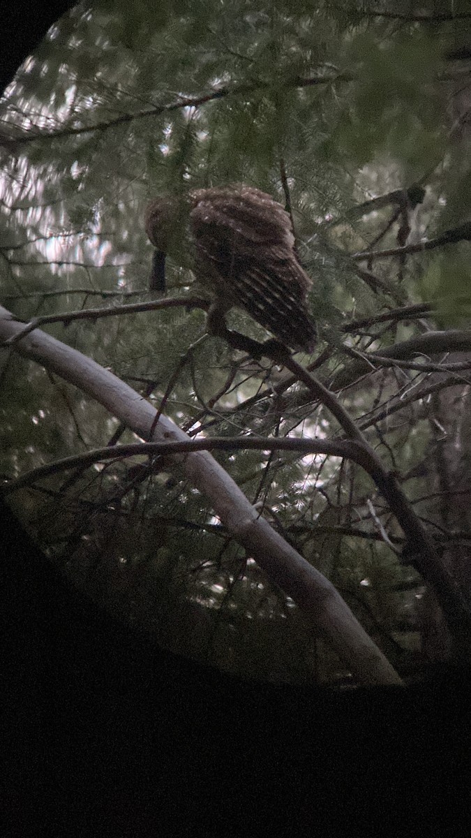 Spotted Owl (California) - ML580381331