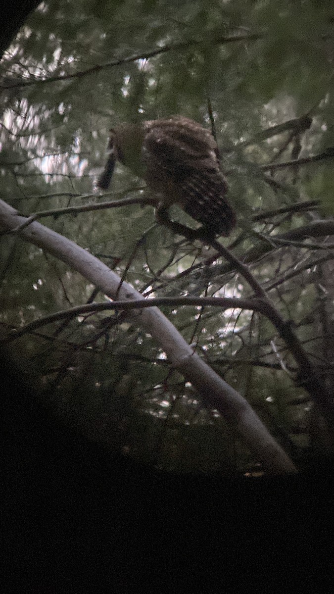 Spotted Owl (California) - ML580381341