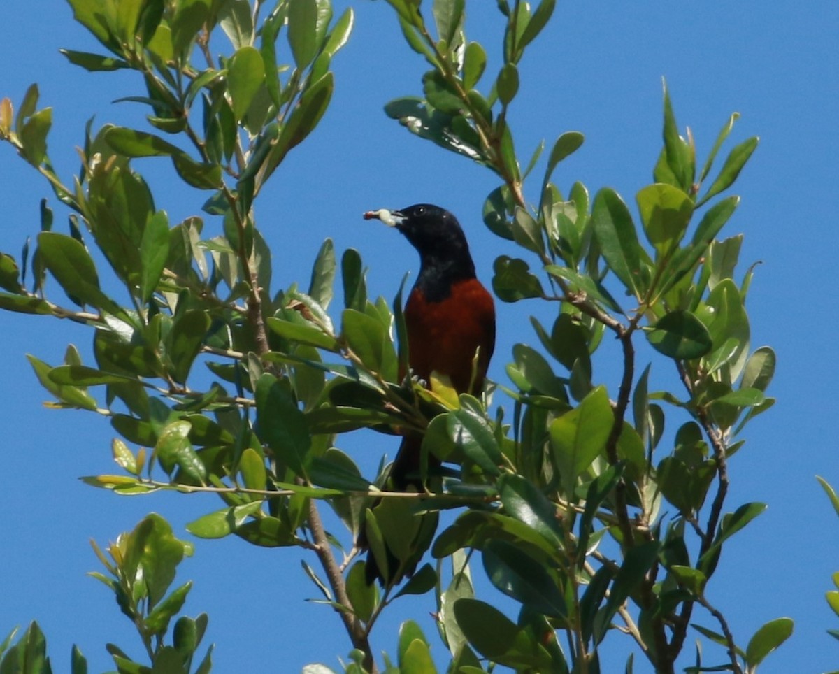 Orchard Oriole - ML580381561