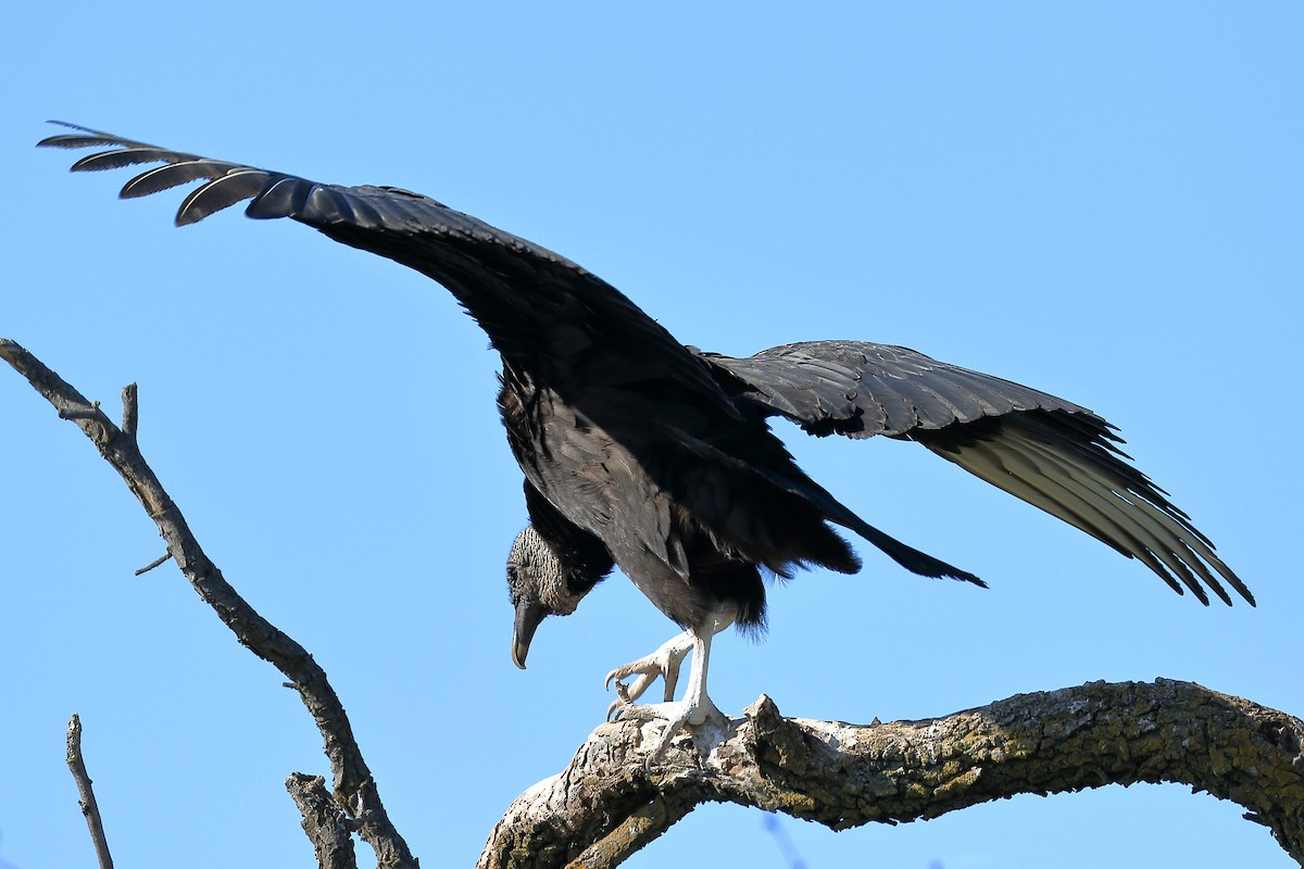 Black Vulture - ML58038241