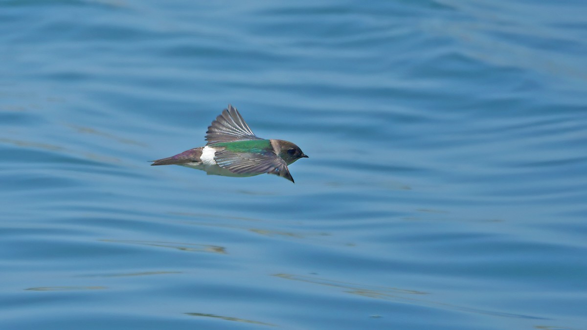 Violet-green Swallow - ML580390361