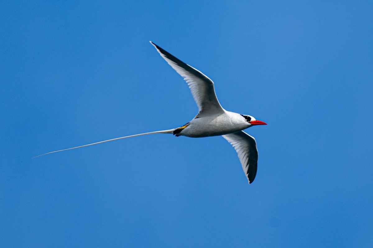 Red-billed Tropicbird - Ann Chavtur