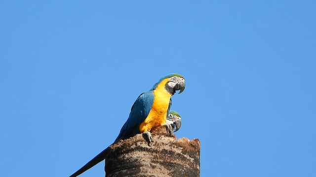 Blue-and-yellow Macaw - ML580402931