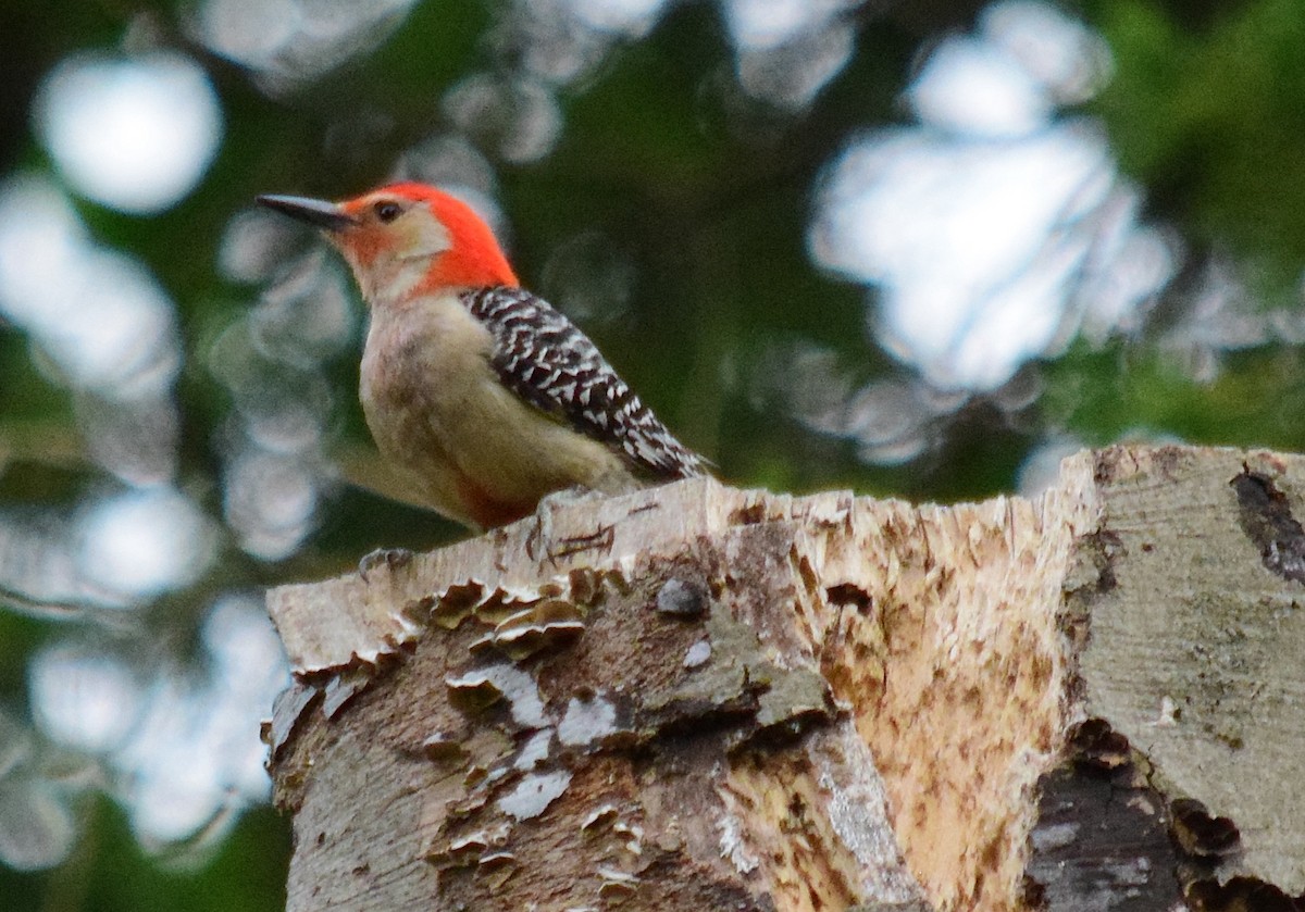 Red-bellied Woodpecker - ML580403581