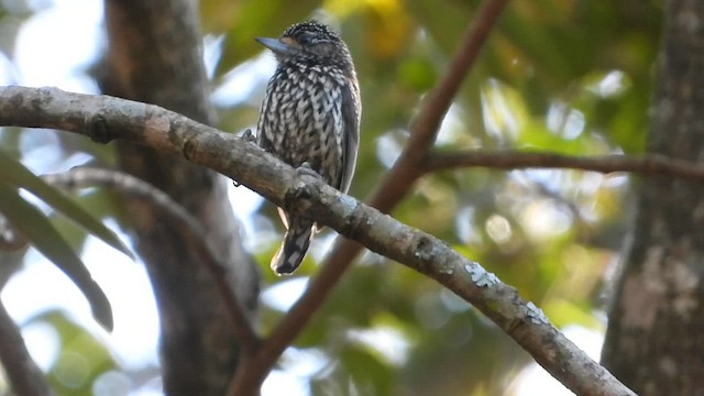 White-wedged Piculet - ML580404651