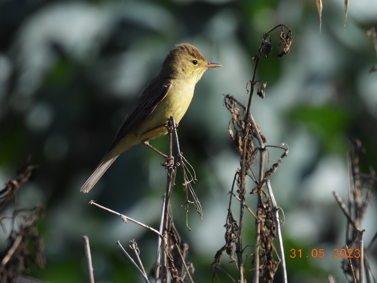 Melodious Warbler - ML580406001