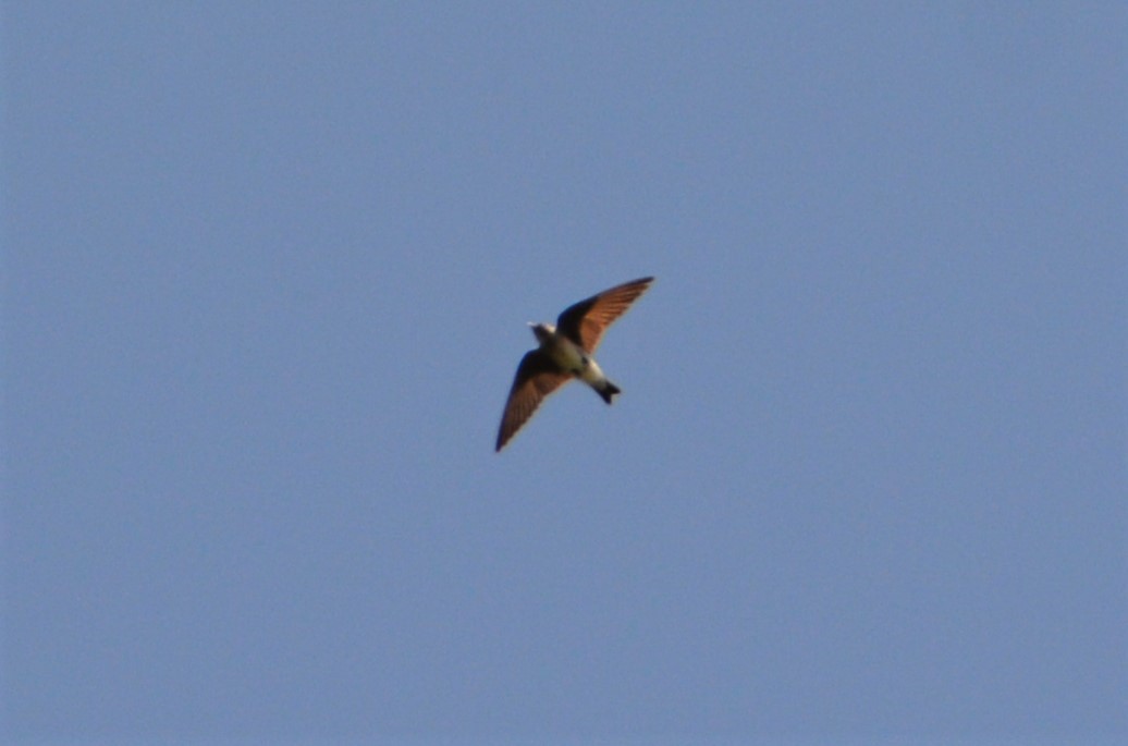 Northern Rough-winged Swallow - ML580412811