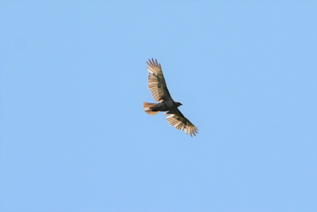 Red-tailed Hawk - ML580413091
