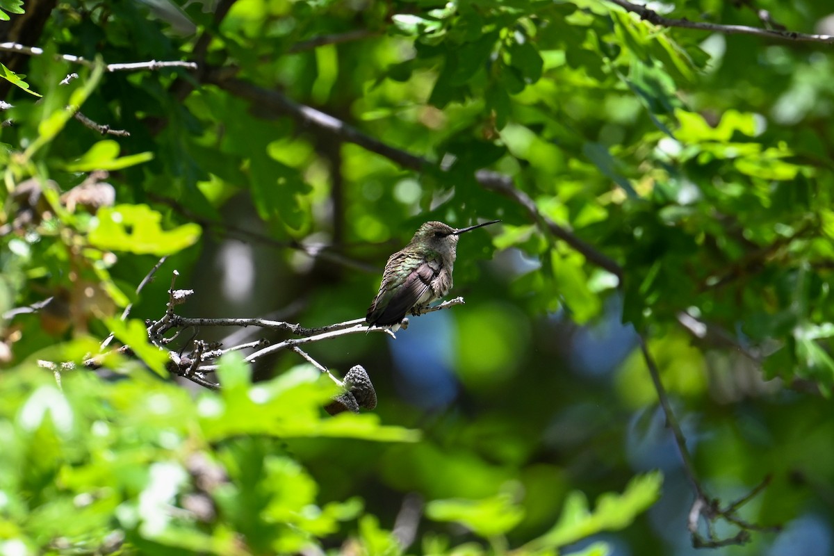 Black-chinned Hummingbird - ML580415031