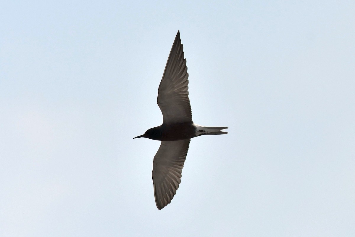 Black Tern - ML580416231