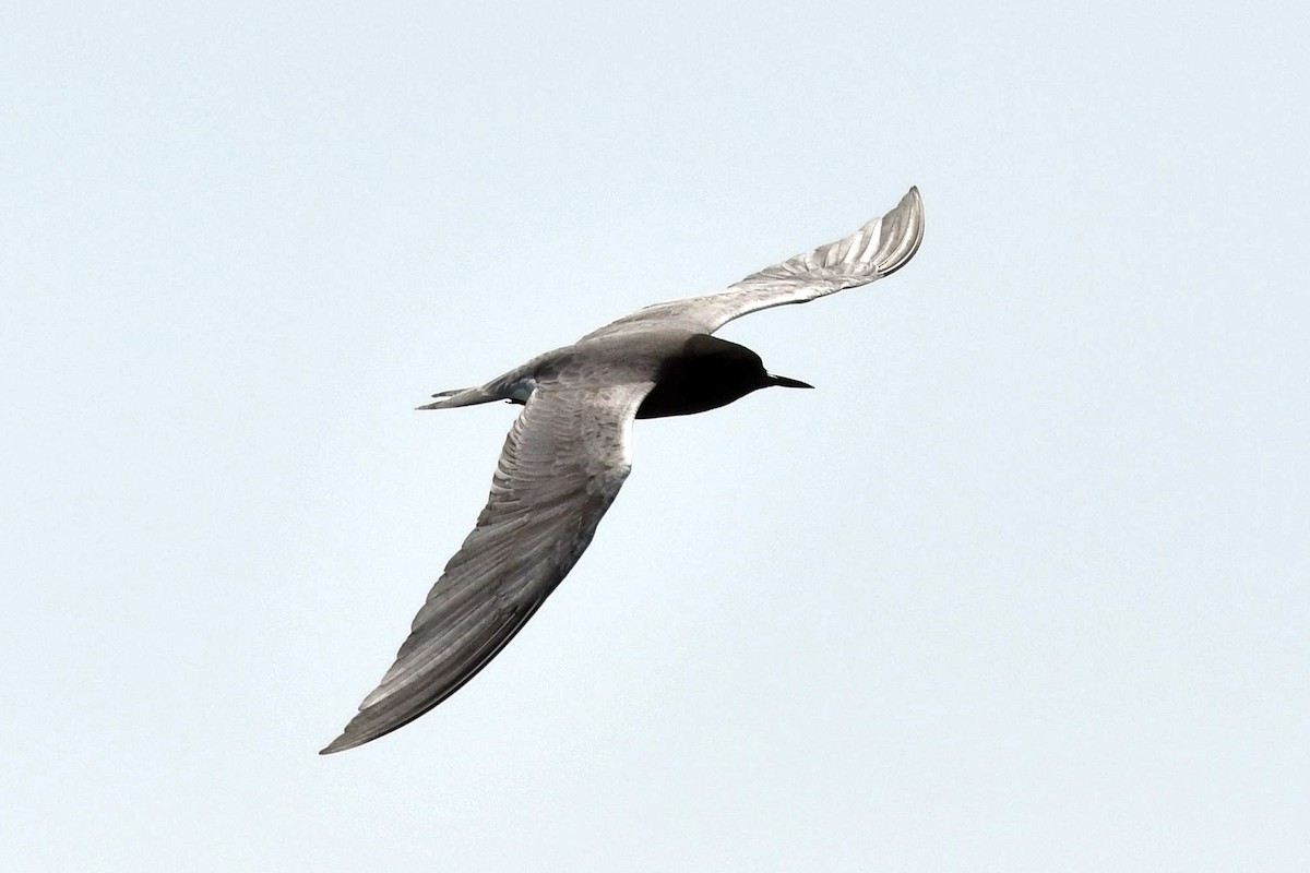 Black Tern - ML580416271