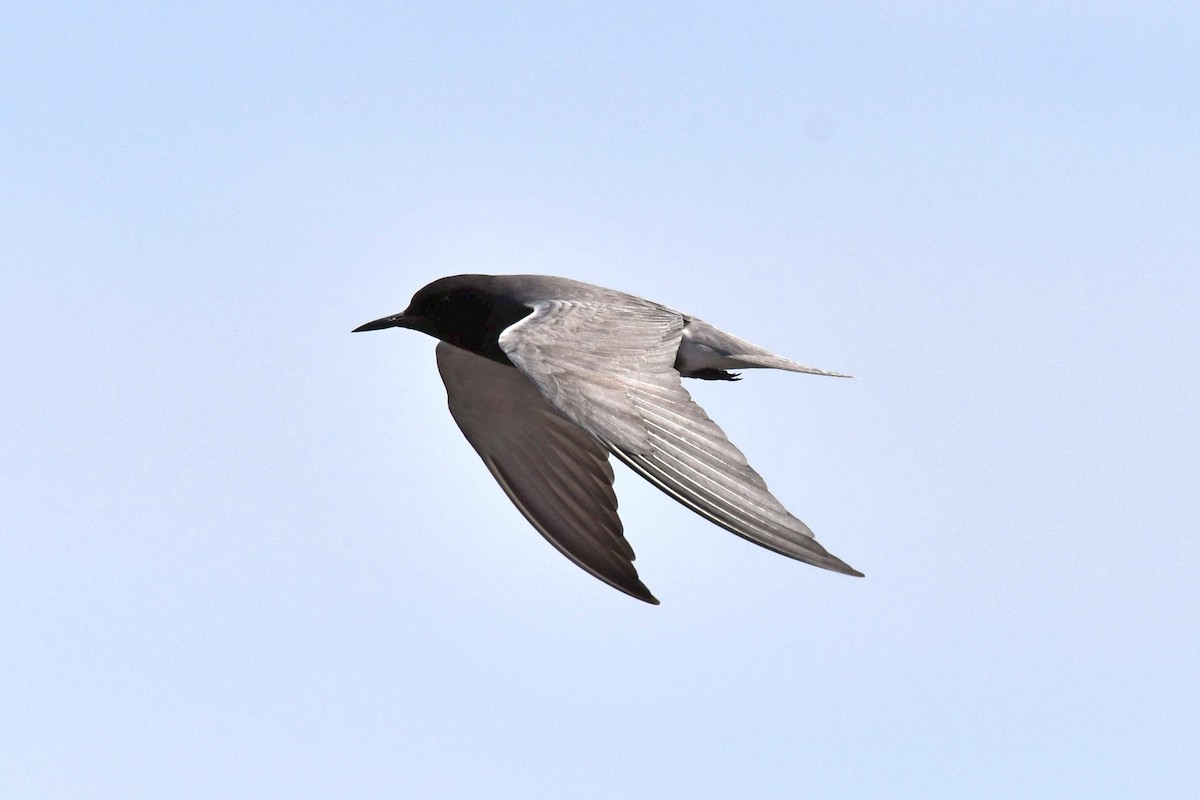 Black Tern - ML580416301