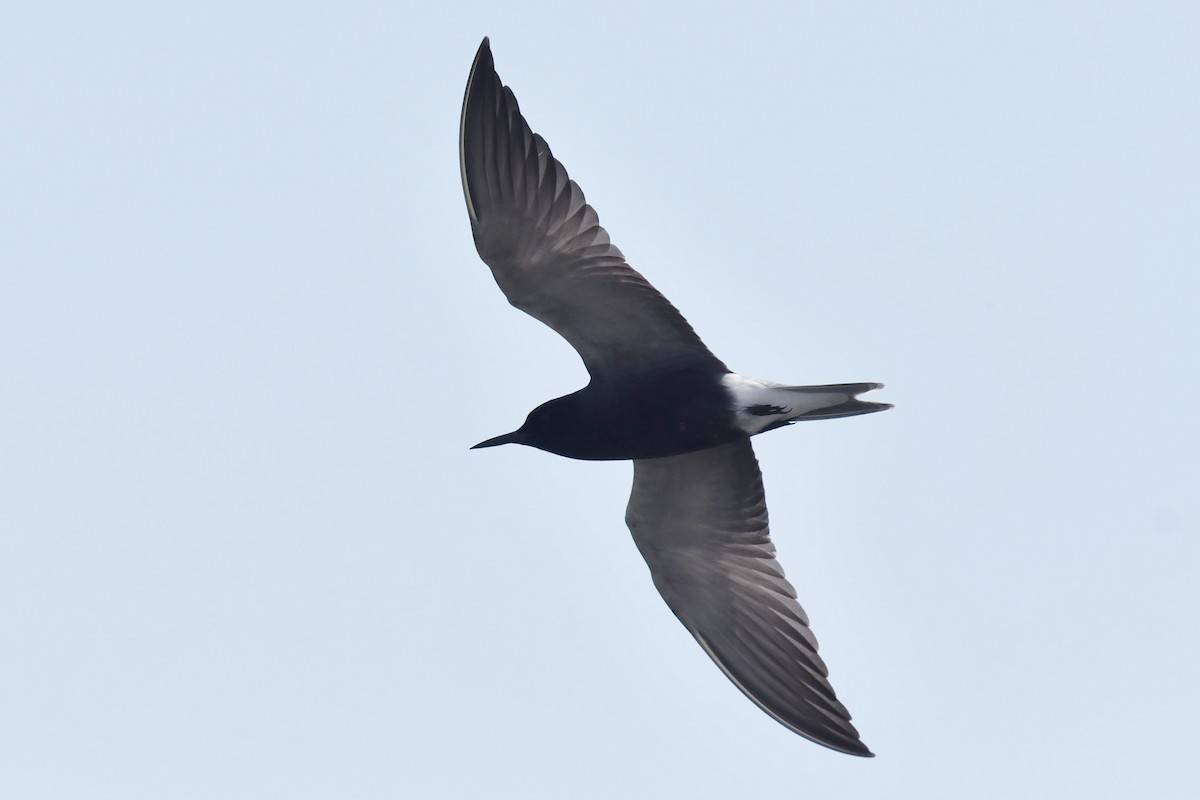 Black Tern - ML580416361