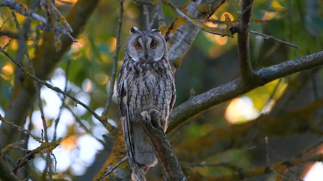 Long-eared Owl - ML580417051