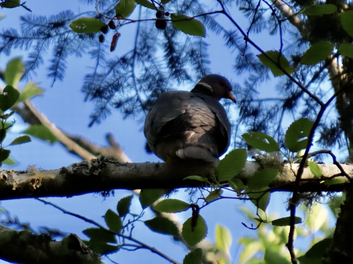 Band-tailed Pigeon - ML580417971