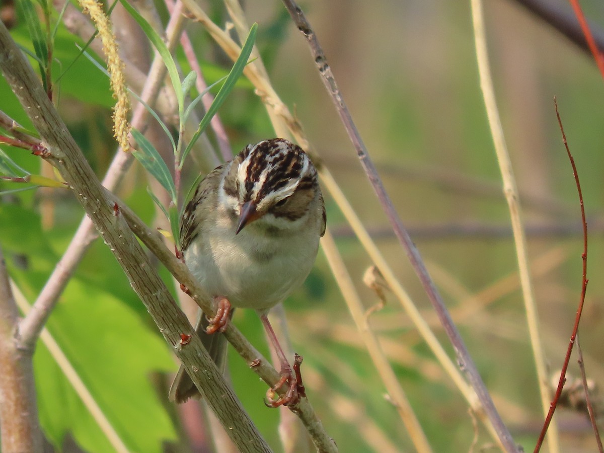 Clay-colored Sparrow - ML580419251
