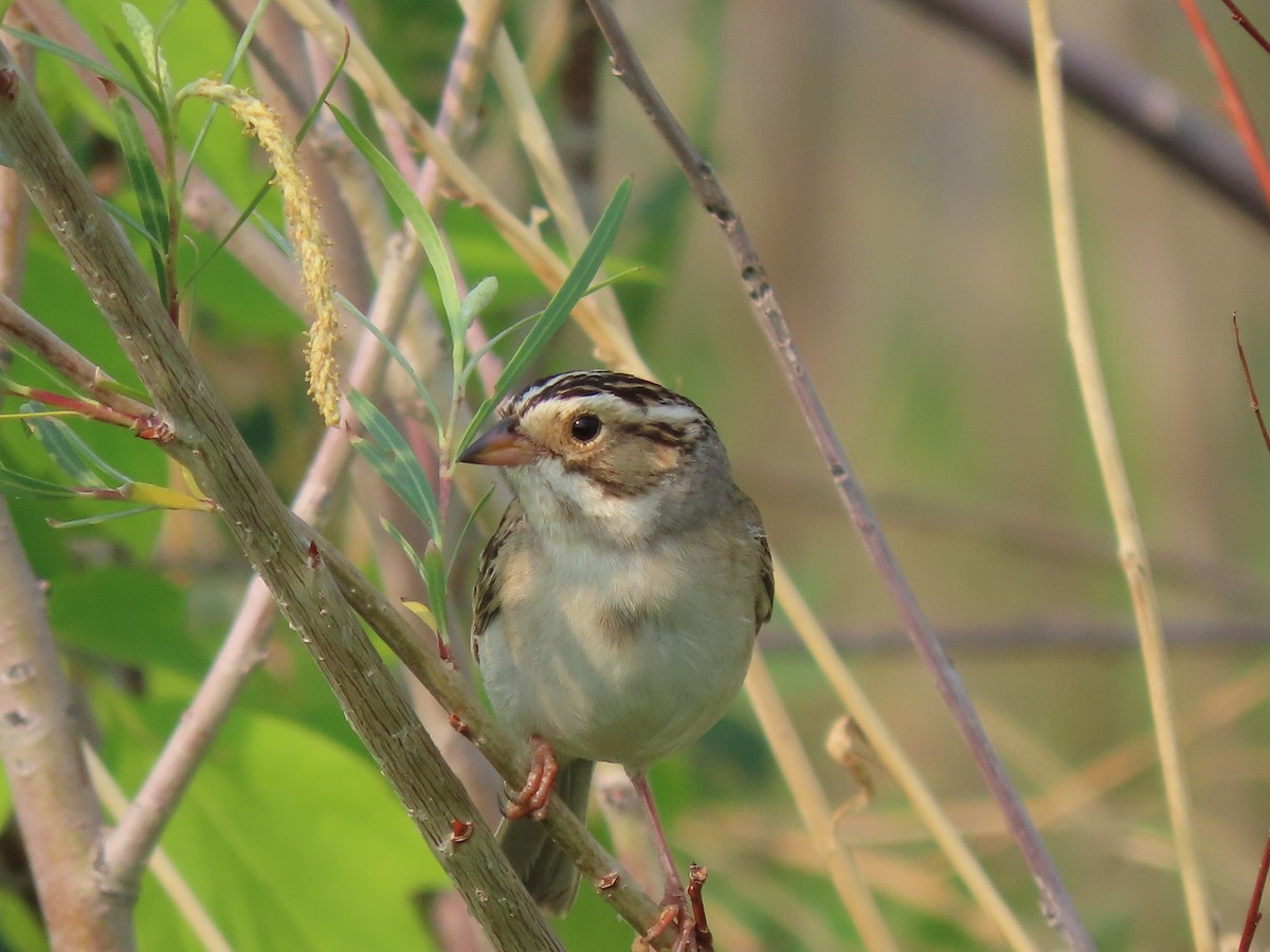 Clay-colored Sparrow - ML580419281
