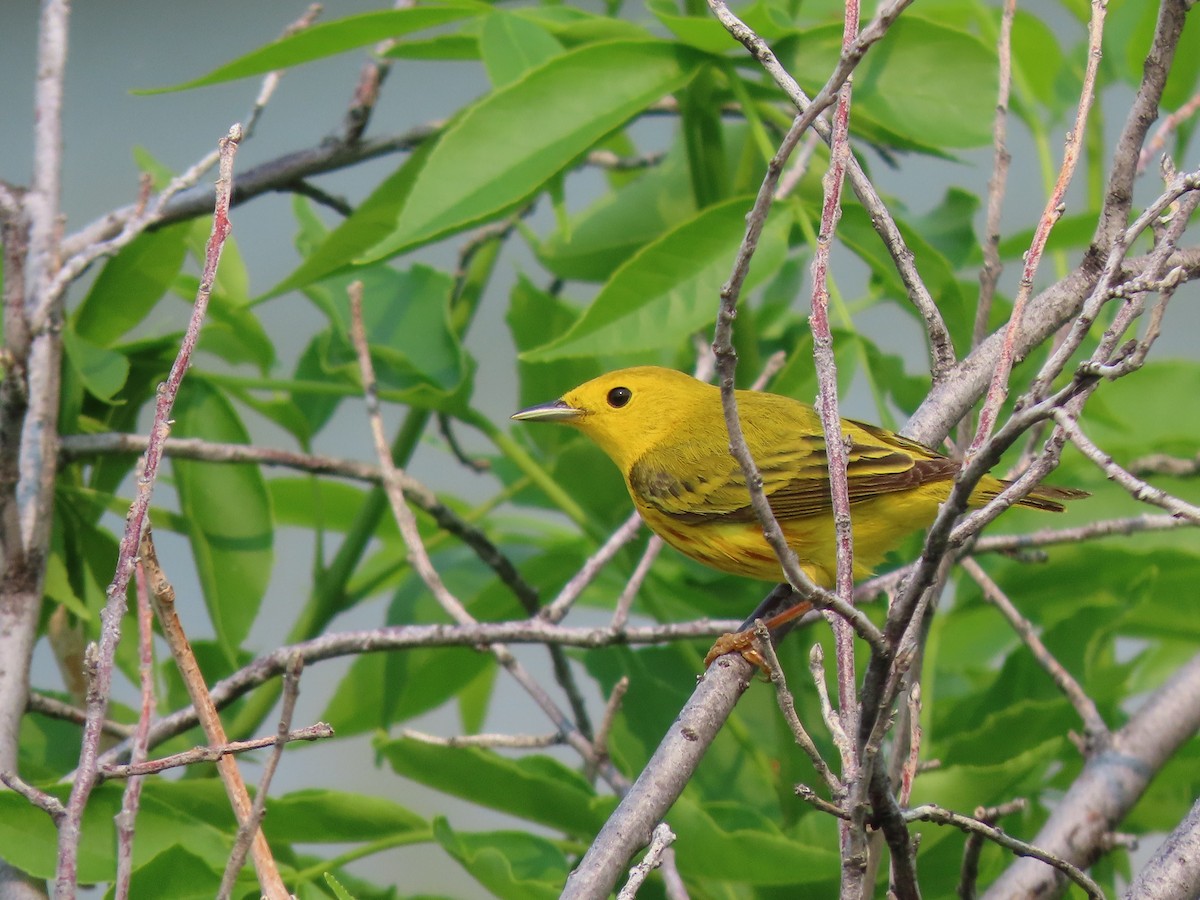 Yellow Warbler - Kerry Hjertaas