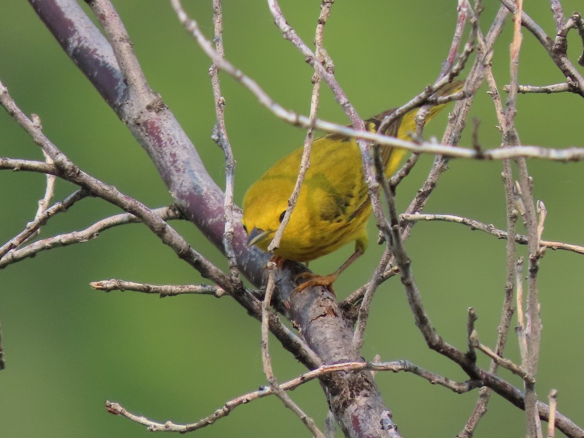 Yellow Warbler - ML580419511