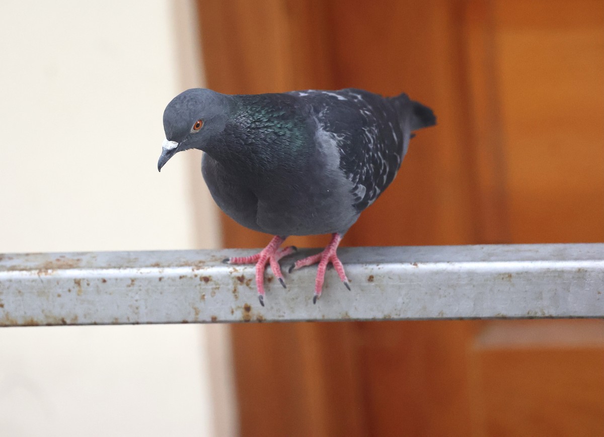 Rock Pigeon (Feral Pigeon) - ML580419731