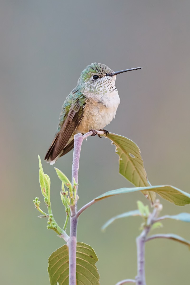 Broad-tailed Hummingbird - ML580422481