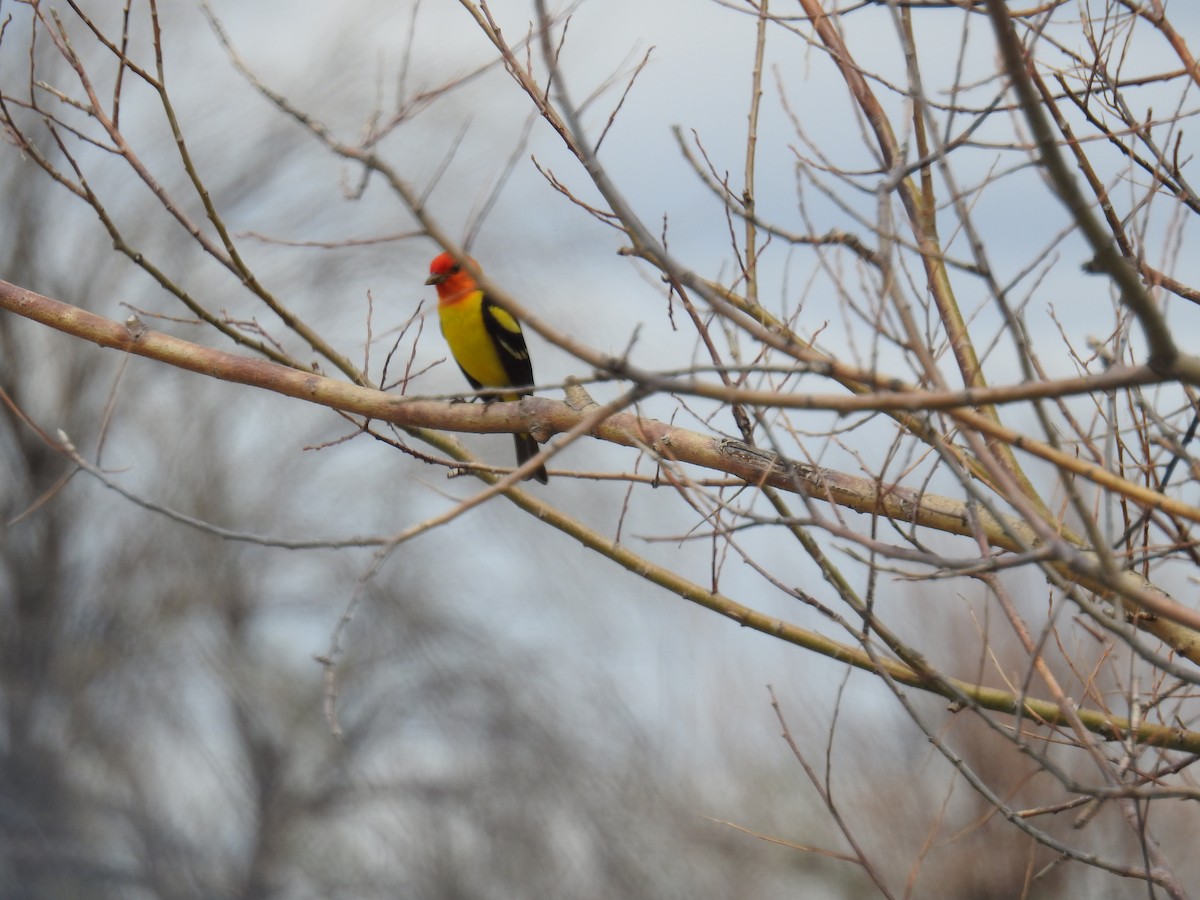 Western Tanager - ML580423171