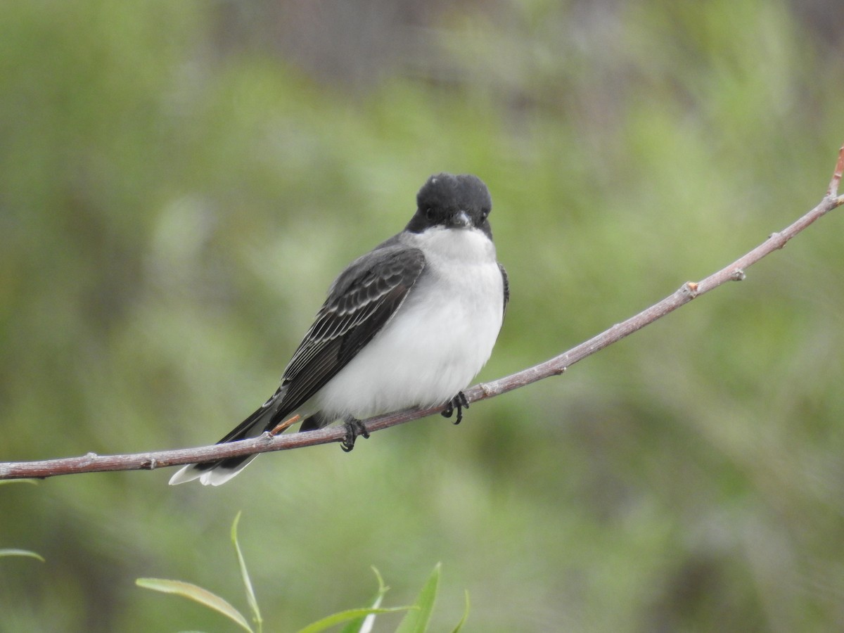 Eastern Kingbird - ML580423711