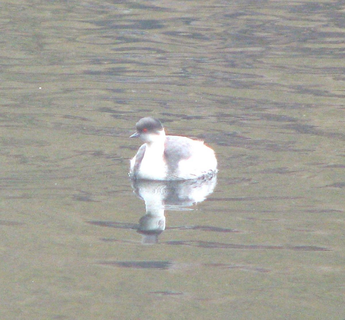 Silvery Grebe (Andean) - ML580426831