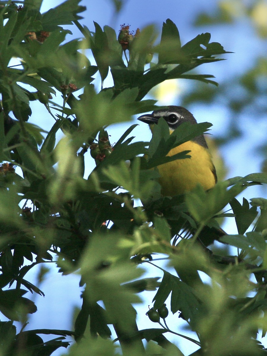 Yellow-breasted Chat - ML580428421
