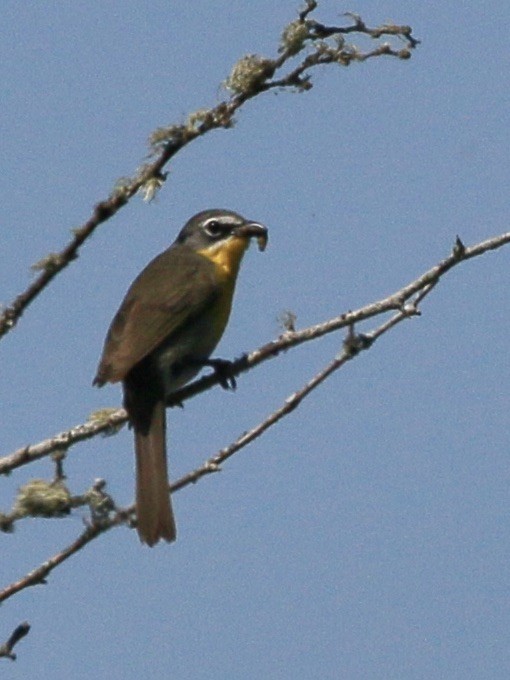 Yellow-breasted Chat - ML580428441