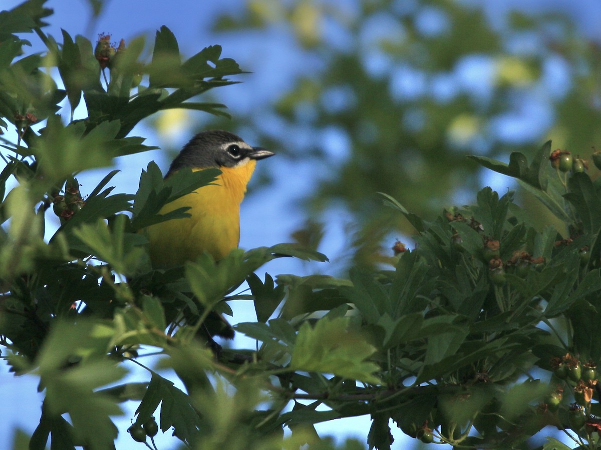 Yellow-breasted Chat - ML580428481